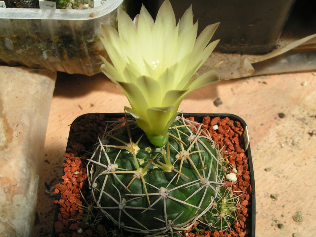 Gymnocalycium guerkeanum